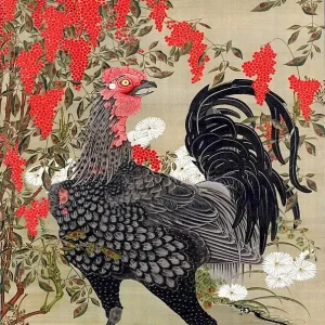 Black rooster and nandin