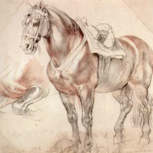 Etude of horse