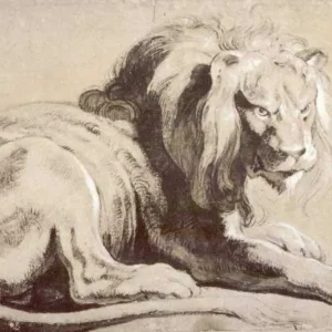 Etude of lion