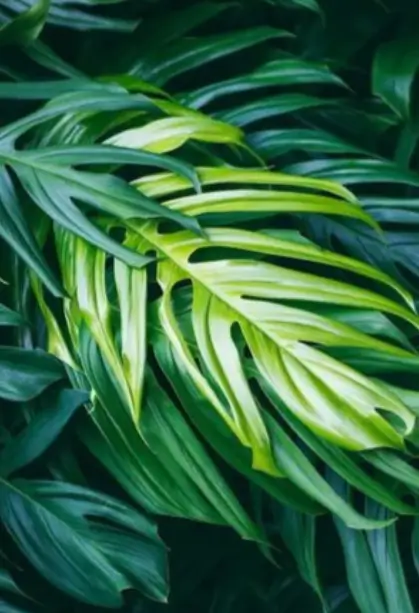 Tropical Leaf Wall Art Print on Canvas II